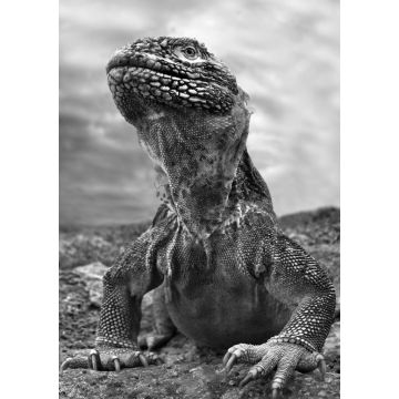 Lais Puzzle - Galapagos Leguan, Ecuador in schwarz weiß - 1.000 Teile