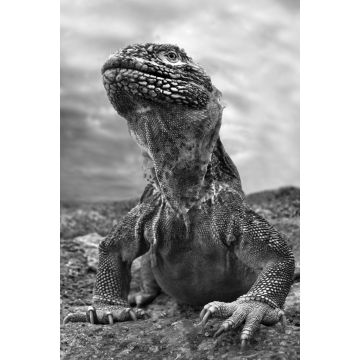 Lais Puzzle - Galapagos Leguan, Ecuador in schwarz weiß - 2.000 Teile