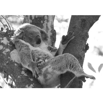 Lais Puzzle - Koala entspannt in einem Baum, Australien in schwarz weiß - 500, 1.000 & 2.000 Teile