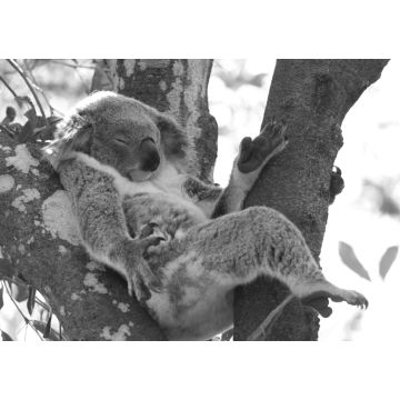 Lais Puzzle - Koala entspannt in einem Baum, Australien in schwarz weiß - 1.000 Teile