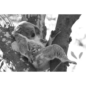 Lais Puzzle - Koala entspannt in einem Baum, Australien in schwarz weiß - 2.000 Teile