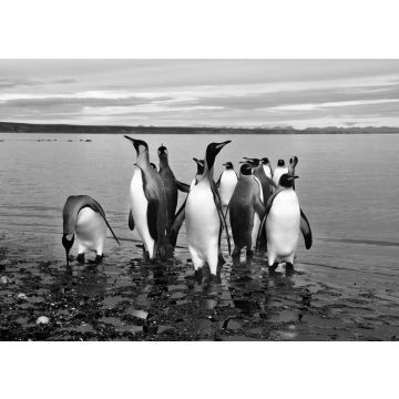 Lais Puzzle - Magellan-Pinguine in Feuerland in schwarz weiß - 500, 1.000 & 2.000 Teile