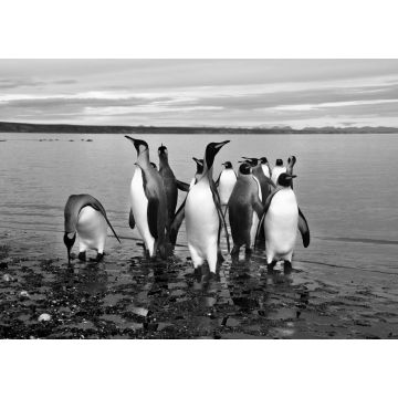Lais Puzzle - Magellan-Pinguine in Feuerland in schwarz weiß - 1.000 Teile