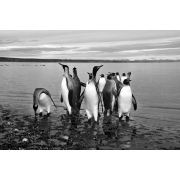 Lais Puzzle - Magellan-Pinguine in Feuerland in schwarz weiß - 2.000 Teile
