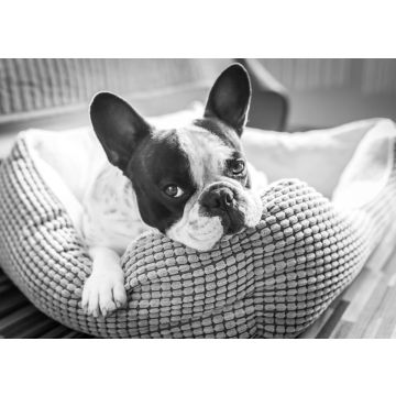 Lais Puzzle - Französische Bulldogge in schwarz weiß - 500, 1.000 & 2.000 Teile