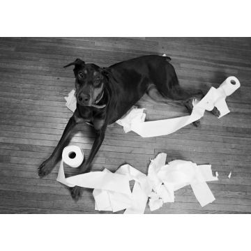 Lais Puzzle - Dobermann in schwarz weiß - 1.000 Teile