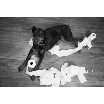 Lais Puzzle - Dobermann in schwarz weiß - 2.000 Teile