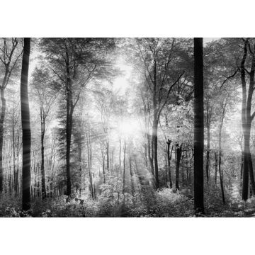 Lais Puzzle - Lichtstrahlen im Wald in schwarz weiß - 1.000 Teile