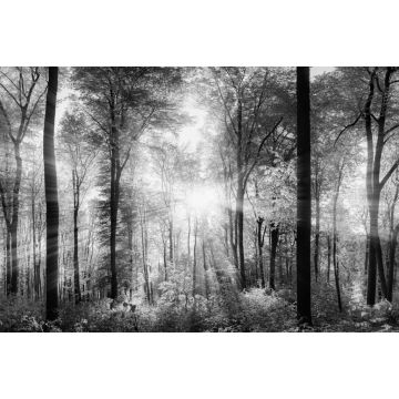 Lais Puzzle - Lichtstrahlen im Wald in schwarz weiß - 2.000 Teile