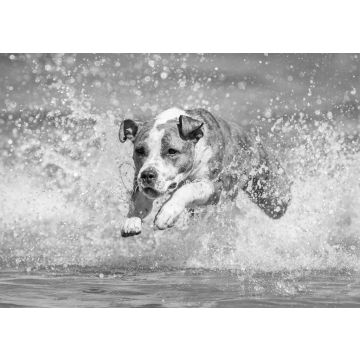Lais Puzzle - American Staffordshire Terrier in schwarz weiß - 500, 1.000 & 2.000 Teile