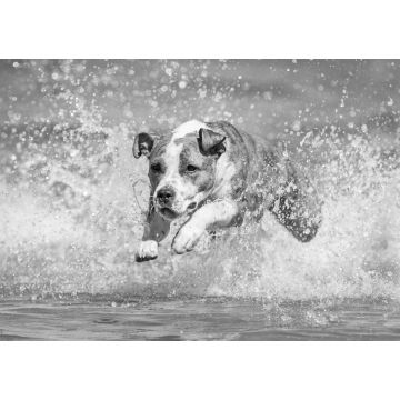 Lais Puzzle - American Staffordshire Terrier in schwarz weiß - 1.000 Teile
