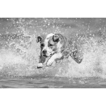 Lais Puzzle - American Staffordshire Terrier in schwarz weiß - 2.000 Teile