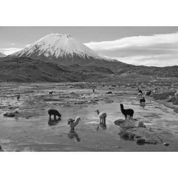 Lais Puzzle - Alpakas grasen in einem Feuchtgebiet, auf Spanisch bofedal genannt, am Fuße des schneebedeckten Vulkans Parinacota, 6324 m hoch, im Altiplano von Nordchile in schwarz weiß - 1.000 & 2.000 Teile