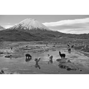 Lais Puzzle - Alpakas grasen in einem Feuchtgebiet, auf Spanisch bofedal genannt, am Fuße des schneebedeckten Vulkans Parinacota, 6324 m hoch, im Altiplano von Nordchile in schwarz weiß - 2.000 Teile