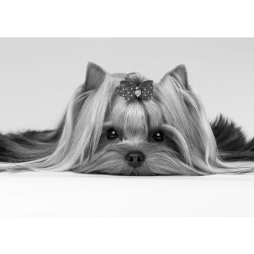 Lais Puzzle - Yorkshire Terrier in schwarz weiß - 500, 1.000 & 2.000 Teile