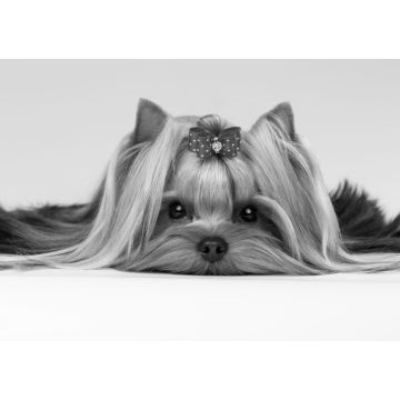 Lais Puzzle - Yorkshire Terrier in schwarz weiß - 1.000 Teile