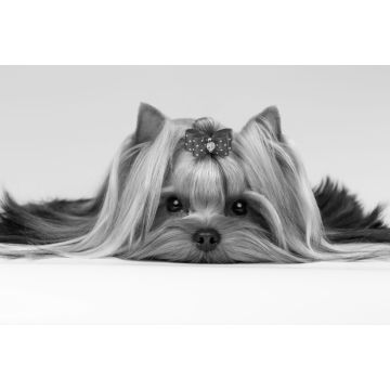 Lais Puzzle - Yorkshire Terrier in schwarz weiß - 2.000 Teile