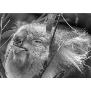 Lais Puzzle - Koala beim Fressen eines Eukalyptusblattes in schwarz weiß - 500, 1.000 & 2.000 Teile