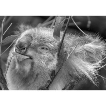 Lais Puzzle - Koala beim Fressen eines Eukalyptusblattes in schwarz weiß - 1.000 Teile