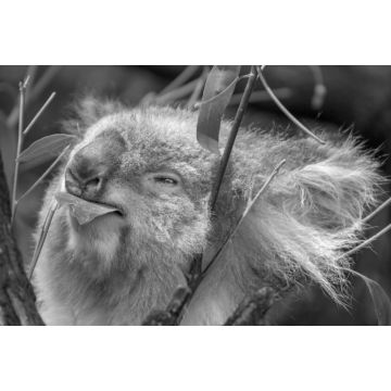 Lais Puzzle - Koala beim Fressen eines Eukalyptusblattes in schwarz weiß - 2.000 Teile