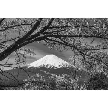 Lais Puzzle - Berg Fuji Sakura Kirschblüte Japan Frühlingszeit in schwarz weiß - 2.000 Teile