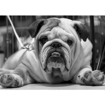Lais Puzzle - Bulldogge in schwarz weiß - 500, 1.000 & 2.000 Teile