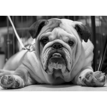 Lais Puzzle - Bulldogge in schwarz weiß - 1.000 Teile