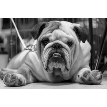 Lais Puzzle - Bulldogge in schwarz weiß - 2.000 Teile