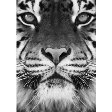 Lais Puzzle - Tiger in schwarz weiß - 500, 1.000 & 2.000 Teile