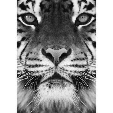 Lais Puzzle - Tiger in schwarz weiß - 1.000 Teile