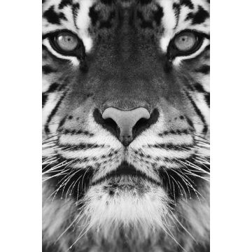 Lais Puzzle - Tiger in schwarz weiß - 2.000 Teile