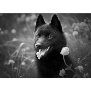 Lais Puzzle - Schipperke in schwarz weiß - 500, 1.000 & 2.000 Teile