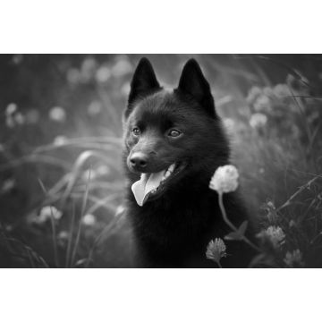 Lais Puzzle - Schipperke in schwarz weiß - 2.000 Teile