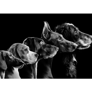 Lais Puzzle - Hunde in schwarz weiß - 500, 1.000 & 2.000 Teile