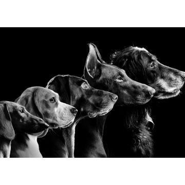 Lais Puzzle - Hunde in schwarz weiß - 1.000 Teile