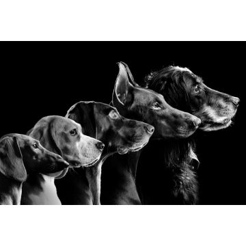 Lais Puzzle - Hunde in schwarz weiß - 2.000 Teile