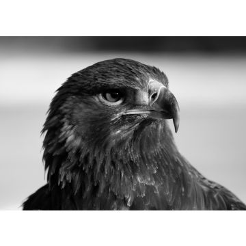 Lais Puzzle - Adler / Steinadler in schwarz weiß - 500, 1.000 & 2.000 Teile