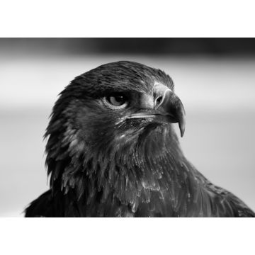 Lais Puzzle - Adler / Steinadler in schwarz weiß - 1.000 Teile