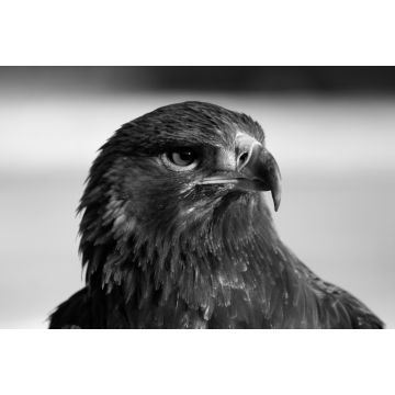 Lais Puzzle - Adler / Steinadler in schwarz weiß - 2.000 Teile