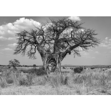 Lais Puzzle - Großer Baobab-Baum mit Loch im Stamm - Tansania in schwarz weiß - 500, 1.000 & 2.000 Teile