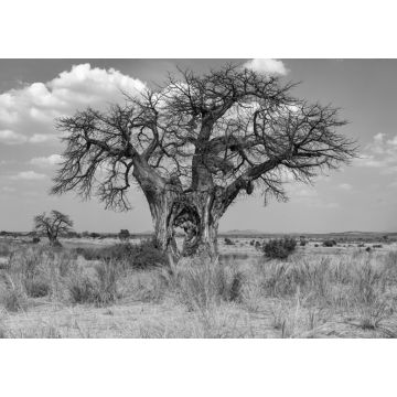 Lais Puzzle - Großer Baobab-Baum mit Loch im Stamm - Tansania in schwarz weiß - 1.000 Teile
