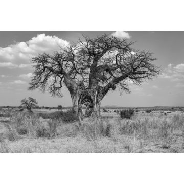 Lais Puzzle - Großer Baobab-Baum mit Loch im Stamm - Tansania in schwarz weiß - 2.000 Teile