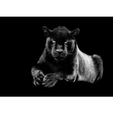 Lais Puzzle - Jaguar in schwarz weiß - 500, 1.000 & 2.000 Teile