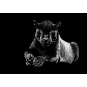 Lais Puzzle - Jaguar in schwarz weiß - 1.000 Teile