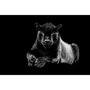 Lais Puzzle - Jaguar in schwarz weiß - 2.000 Teile