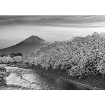 Lais Puzzle - Kirschblüten und der Berg Fuji im Frühling bei Sonnenaufgang, Shizuoka in schwarz weiß - 500, 1.000 & 2.000 Teile