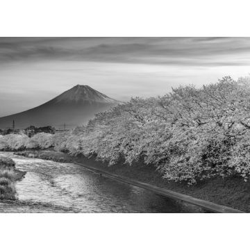 Lais Puzzle - Kirschblüten und der Berg Fuji im Frühling bei Sonnenaufgang, Shizuoka in schwarz weiß - 1.000 Teile