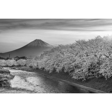 Lais Puzzle - Kirschblüten und der Berg Fuji im Frühling bei Sonnenaufgang, Shizuoka in schwarz weiß - 2.000 Teile