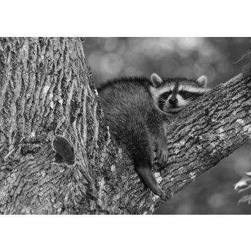 Lais Puzzle - Baby-Waschbär schlafend im Ast eines alten Baumes früh am Morgen in Oak Mountain, New Brunswick, Kanada in schwarz weiß - 500, 1.000 & 2.000 Teile
