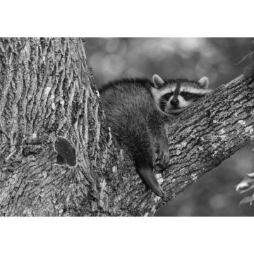 Lais Puzzle - Baby-Waschbär schlafend im Ast eines alten Baumes früh am Morgen in Oak Mountain, New Brunswick, Kanada in schwarz weiß - 1.000 Teile